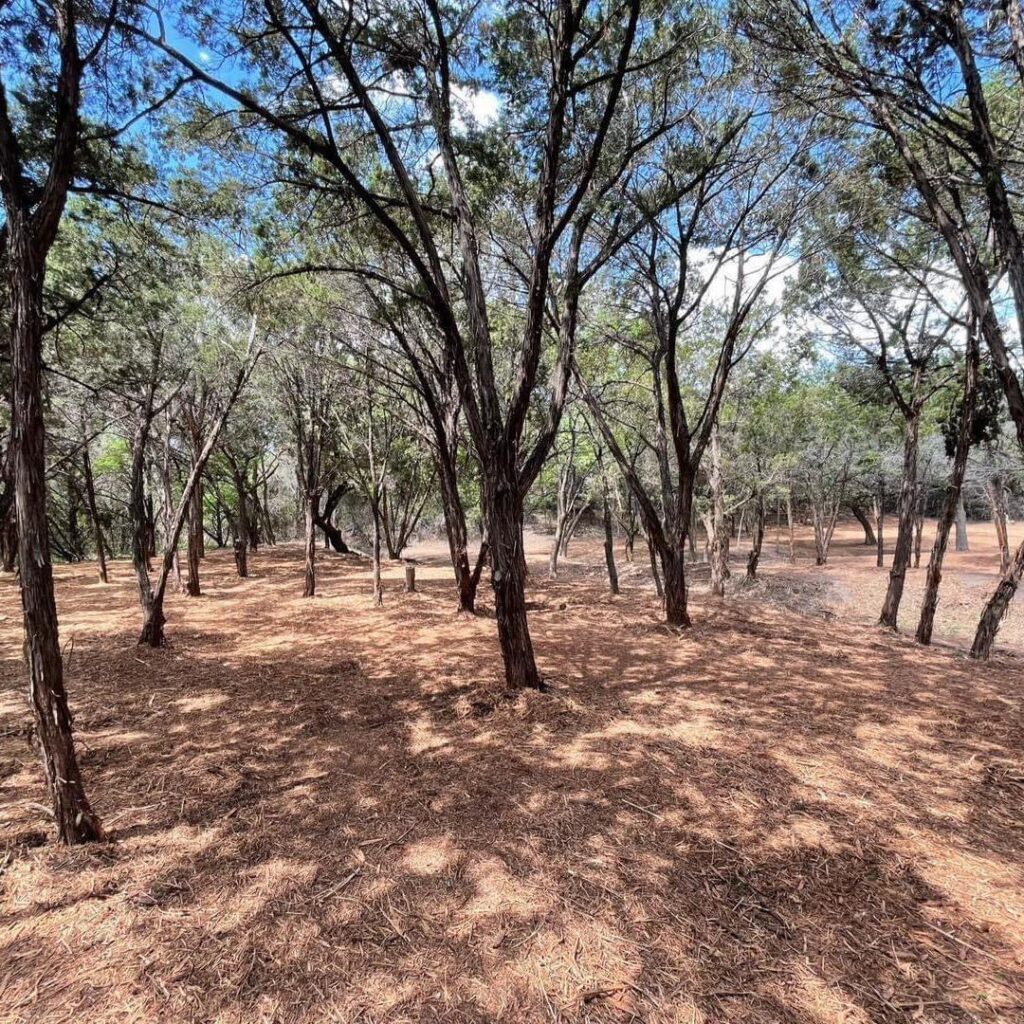 china spring tx having land clearing & forestry mulching done